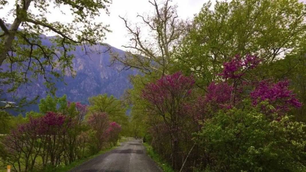 Asırlık Çınarların Altında Masal Diyarı: Adana'da 'Zamanın Durduğu Yer' 3